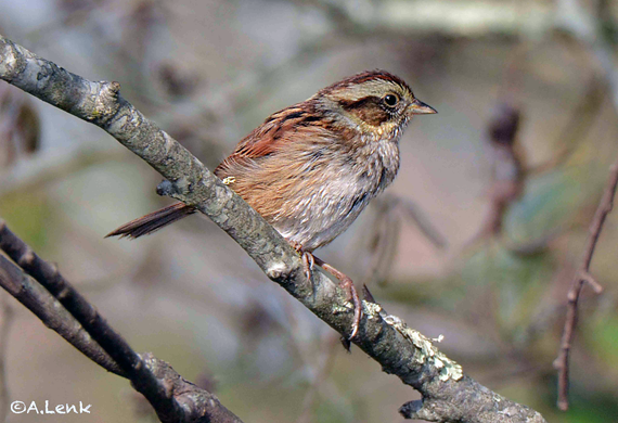 Swamp Sparrow by Alan Lenk